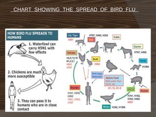 CHART  SHOWING  THE  SPREAD  OF  BIRD  FLU  