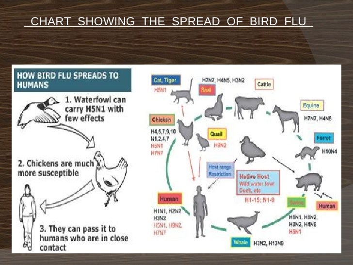 Bird Flu Chart