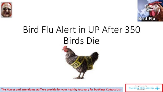 all birds nurse discount