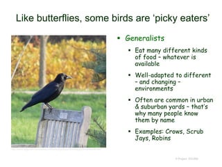 © Project SOUND
Like butterflies, some birds are ‘picky eaters’
 Generalists
 Eat many different kinds
of food – whatever is
available
 Well-adapted to different
– and changing –
environments
 Often are common in urban
& suburban yards – that’s
why many people know
them by name
 Examples: Crows, Scrub
Jays, Robins
http://www.uoguelph.ca/arboretum/WildlifeSightings/WildlifesightNovember06.htm
 