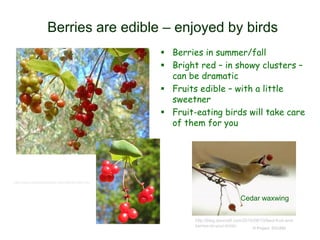 © Project SOUND
Berries are edible – enjoyed by birds
 Berries in summer/fall
 Bright red – in showy clusters –
can be dramatic
 Fruits edible – with a little
sweetner
 Fruit-eating birds will take care
of them for you
http://www.backyardnature.net/n/09/091004.htm
http://blog.duncraft.com/2010/08/10/feed-fruit-and-
berries-to-your-birds/
Cedar waxwing
 