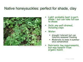 © Project SOUND
Native honeysuckles: perfect for shade, clay
 Light: probably best in part-
shade – but can take full sun
to shade
 Soils: any well-drained,
including clays
 Water:
 drought tolerant but can
tolerate seasonal flooding
 Moderate to none in summer
once established
 Nutrients: low requirements,
but may benefit from
organic mulch
http://www.baynatives.com/plants/Lonicera-hispidula/
 