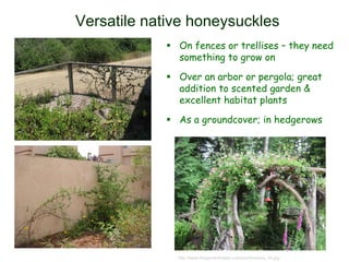 Versatile native honeysuckles
 On fences or trellises – they need
something to grow on
 Over an arbor or pergola; great
addition to scented garden &
excellent habitat plants
 As a groundcover; in hedgerows
© Project SOUND
http://www.thegardenhelper.com/psd/lonicera_hh.jpg
 