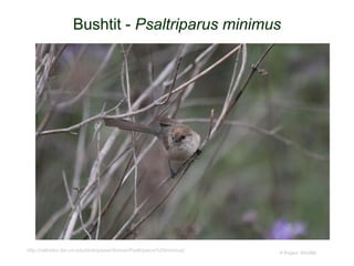 Bushtit - Psaltriparus minimus
© Project SOUND
http://nathistoc.bio.uci.edu/birds/passeriformes/Psaltriparus%20minimus/
 