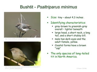 Bushtit - Psaltriparus minimus
 Size: tiny – about 4.3 inches
 Identifying characteristics:
 gray-brown to greenish-gray
overall – lighter beneath
 large head, a short neck, a long
tail, and a short stubby bill.
 male has dark eyes and the
adult female, yellow.
 Coastal forms have a brown
"cap"
 The only species of long-tailed
tit in North America.
© Project SOUND
http://www.birdforum.net/opus/Bushtit
http://indianapublicmedia.org/amomentofscience/files/2011/
01/011_bushtit1-940x626.jpg
 