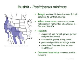 Bushtit - Psaltriparus minimus
 Range: western N. America from British
Columbia to Central America
 When in our area: year-round; more
noticeable in fall/winter when travel in
flocks of 20-30+
 Habitat:
 chaparral, oak forest, pinyon-juniper
and pine-oak woods
 streamside groves in dry areas
 parks and gardens with large trees
 elevations from sea level to over
11,000 feet
 Conservation status: common; stable
numbers
© Project SOUND
http://www.audubon.org/field-guide/bird/bushtit
 