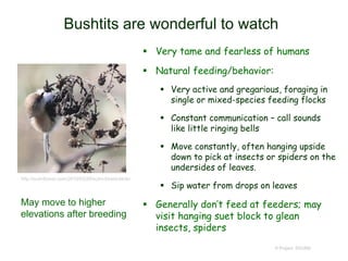 Bushtits are wonderful to watch
 Very tame and fearless of humans
 Natural feeding/behavior:
 Very active and gregarious, foraging in
single or mixed-species feeding flocks
 Constant communication – call sounds
like little ringing bells
 Move constantly, often hanging upside
down to pick at insects or spiders on the
undersides of leaves.
 Sip water from drops on leaves
 Generally don’t feed at feeders; may
visit hanging suet block to glean
insects, spiders
© Project SOUND
http://sutroforest.com/2010/03/29/sutro-forest-birds/
May move to higher
elevations after breeding
 