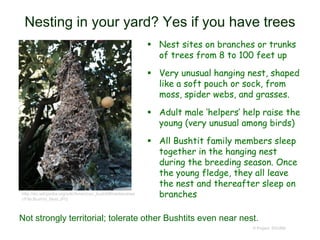 Nesting in your yard? Yes if you have trees
 Nest sites on branches or trunks
of trees from 8 to 100 feet up
 Very unusual hanging nest, shaped
like a soft pouch or sock, from
moss, spider webs, and grasses.
 Adult male ‘helpers’ help raise the
young (very unusual among birds)
 All Bushtit family members sleep
together in the hanging nest
during the breeding season. Once
the young fledge, they all leave
the nest and thereafter sleep on
branches
© Project SOUND
http://en.wikipedia.org/wiki/American_bushtit#mediaviewe
r/File:Bushtit_Nest.JPG
Not strongly territorial; tolerate other Bushtits even near nest.
 