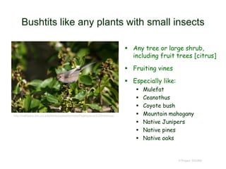 Bushtits like any plants with small insects
 Any tree or large shrub,
including fruit trees [citrus]
 Fruiting vines
 Especially like:
 Mulefat
 Ceanothus
 Coyote bush
 Mountain mahogany
 Native Junipers
 Native pines
 Native oaks
© Project SOUND
http://nathistoc.bio.uci.edu/birds/passeriformes/Psaltriparus%20minimus/
 