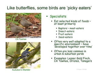 © Project SOUND
Like butterflies, some birds are ‘picky eaters’
 Specialists
 Eat selected kinds of foods –
at least primarily
 Raptors – meat-eaters
 Insect-eaters
 Fruit-eaters
 Seed-eaters
 Often very well adapted to a
specific environment – have
‘developed together over time’
 Often are less common in
urban & suburban yards
 Examples: Lesser Gold Finch,
CA Towhee, Orioles, Tanagers
http://www.calacademy.org/teachers/lounge/?p=624
CA Towhee
Audubon’s Warbler
http://thebirdguide.com/washington/BigDayReport2007.htm
 