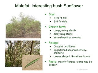 © Project SOUND
Mulefat: interesting bush Sunflower
 Size:
 6-10 ft tall
 6-8 ft wide
 Growth form:
 Large, woody shrub
 Many long stems
 Vase-shaped or rounded
 Foliage:
 Drought deciduous
 Bright/medium green, sticky,
aromatic
 Leaves shaped like willow leaves
 Roots: mostly fibrous – some may be
deeper
 