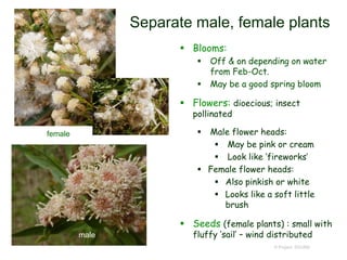 © Project SOUND
Separate male, female plants
 Blooms:
 Off & on depending on water
from Feb-Oct.
 May be a good spring bloom
 Flowers: dioecious; insect
pollinated
 Male flower heads:
 May be pink or cream
 Look like ‘fireworks’
 Female flower heads:
 Also pinkish or white
 Looks like a soft little
brush
 Seeds (female plants) : small with
fluffy ‘sail’ – wind distributed
female
male
 