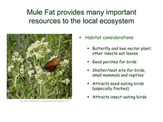 Mule Fat provides many important
resources to the local ecosystem
 Habitat considerations
 Butterfly and bee nectar plant;
other insects eat leaves
 Good perches for birds
 Shelter/nest site for birds,
small mammals and reptiles
 Attracts seed-eating birds
(especially finches)
 Attracts insect-eating birds
http://www.fireflyforest.com/flowers/whites/white21.html
 