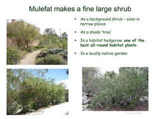 © Project SOUND
Mulefat makes a fine large shrub
 As a background shrub – even in
narrow places
 As a shade ‘tree’
 In a habitat hedgerow; one of the
best all-round habitat plants
 In a locally-native garden
 