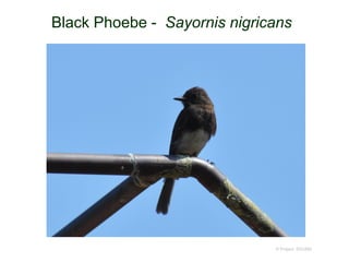 Black Phoebe - Sayornis nigricans
© Project SOUND
 