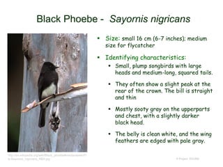 Black Phoebe - Sayornis nigricans
 Size: small 16 cm (6-7 inches); medium
size for flycatcher
 Identifying characteristics:
 Small, plump songbirds with large
heads and medium-long, squared tails.
 They often show a slight peak at the
rear of the crown. The bill is straight
and thin
 Mostly sooty gray on the upperparts
and chest, with a slightly darker
black head.
 The belly is clean white, and the wing
feathers are edged with pale gray.
© Project SOUND
http://en.wikipedia.org/wiki/Black_phoebe#mediaviewer/Fi
le:Sayornis_nigricans_NBII.jpg
 