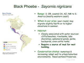 Black Phoebe - Sayornis nigricans
 Range: S. OR, coastal CA, AZ, NM to S.
America (mostly western coast)
 When in our area: year-round; may
migrate slightly North or to higher
elevations in summer.
 Habitat:
 Closely associated with water sources:
cliffs/beaches, riverbanks, lake
shorelines, ephemeral ponds, parks,
backyards, even cattle tanks.
 Require a source of mud for nest
building.
 Conservation status: numerous &
increasing; adapt well to urban/suburban
environments. Need wetland Preserves.
© Project SOUND
 
