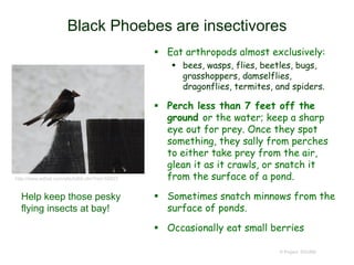 Black Phoebes are insectivores
 Eat arthropods almost exclusively:
 bees, wasps, flies, beetles, bugs,
grasshoppers, damselflies,
dragonflies, termites, and spiders.
 Perch less than 7 feet off the
ground or the water; keep a sharp
eye out for prey. Once they spot
something, they sally from perches
to either take prey from the air,
glean it as it crawls, or snatch it
from the surface of a pond.
 Sometimes snatch minnows from the
surface of ponds.
 Occasionally eat small berries
© Project SOUND
http://www.edhat.com/site/tidbit.cfm?nid=55823
Help keep those pesky
flying insects at bay!
 