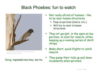 Black Phoebes: fun to watch
 Not really afraid of humans – like
to be near human structures
 Poop on perches (chairs; etc.)
 Will try to nest in human
structures
 They sit upright, in the open on low
perches, to scan for insects, often
keeping up a running series of shrill
chirps.
 Make short, quick flights to catch
insects.
 They pump their tails up and down
incessantly when perched.
© Project SOUND
http://www.birdinginformation.com/birds/tyrant-
flycatchers/black-phoebe/
Song: repeated tee-hee, tee ho.
 