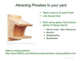 Attracting Phoebes to your yard
 Need a source of water/mud
 Like low perches
 Plant native plants that attract
plenty of flying insects:
 Native trees – Blue elderberry
 Mulefat
 Goldenbushes
 Buckwheats
© Project SOUND
Make a nesting platform
http://www.50birds.com/birdhouse-plans/phoebe-nesting-platform.htm
http://www.50birds.com/birdhouse-plans/phoebe-nesting-
platform.htm
 