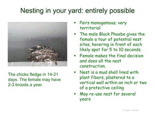 Nesting in your yard: entirely possible
 Pairs monogamous; very
territorial
 The male Black Phoebe gives the
female a tour of potential nest
sites, hovering in front of each
likely spot for 5 to 10 seconds.
 Female makes the final decision
and does all the nest
construction.
 Nest is a mud shell lined with
plant fibers, plastered to a
vertical wall within an inch or two
of a protective ceiling
 May re-use nest for several
years
© Project SOUND
The chicks fledge in 14-21
days. The female may have
2-3 broods a year.
 