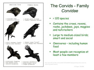 © Project SOUND
The Corvids - Family
Corvidae
 > 120 species
 Contains the crows, ravens,
rooks, jackdaws, jays, magpies
and nutcrackers
 Large to medium-sized birds;
smart and social
 Omnivores – including human
food
 Most people can recognize at
least a few members
http://pomofo.tumblr.com/post/82163220945/ofpaperandponies-crow-vs-
raven-by-paso-ravens
 