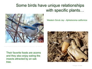 © Project SOUND
Some birds have unique relationships
with specific plants…
http://www.laspilitas.com/California_birds/Jays_and_magpies/scrub_jay/scrub_jay_in_your_garden.htm
Their favorite foods are acorns
and they also enjoy eating the
insects attracted by an oak
tree.
Western Scrub Jay - Aphelocoma californica
 
