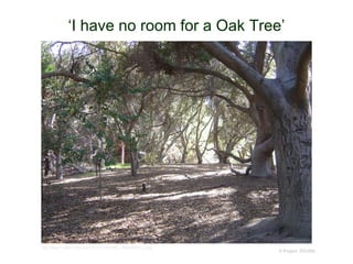 © Project SOUND
‘I have no room for a Oak Tree’
http://farm1.static.flickr.com/121/277961690_153fe58532_o.jpg
 