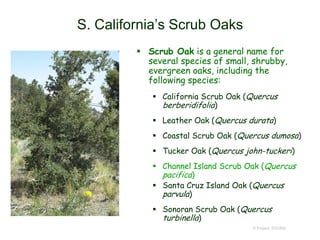 © Project SOUND
S. California’s Scrub Oaks
 Scrub Oak is a general name for
several species of small, shrubby,
evergreen oaks, including the
following species:
 California Scrub Oak (Quercus
berberidifolia)
 Leather Oak (Quercus durata)
 Coastal Scrub Oak (Quercus dumosa)
 Tucker Oak (Quercus john-tuckeri)
 Channel Island Scrub Oak (Quercus
pacifica)
 Santa Cruz Island Oak (Quercus
parvula)
 Sonoran Scrub Oak (Quercus
turbinella)
 