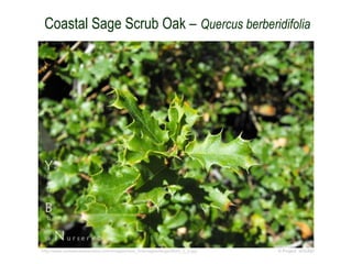 © Project SOUND
Coastal Sage Scrub Oak – Quercus berberidifolia
http://www.yerbabuenanursery.com/images/new_botimages/large/0620_2_a.jpg
 