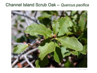 © Project SOUND
Channel Island Scrub Oak – Quercus pacifica
© 2001 Tony Morosco
 