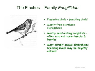 The Finches – Family Fringillidae
 Passerine birds – ‘perching birds’
 Mostly from Northern
Hemisphere
 Mostly seed-eating songbirds –
often also eat some insects &
berries
 Most exhibit sexual dimorphism;
breeding males may be brightly
colored
© Project SOUND
 