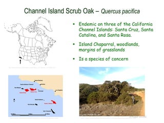 © Project SOUND
Channel Island Scrub Oak – Quercus pacifica
 Endemic on three of the California
Channel Islands: Santa Cruz, Santa
Catalina, and Santa Rosa.
 Island Chaparral, woodlands,
margins of grasslands
 Is a species of concern
http://www.efloras.org/florataxon.aspx?flora_id=1&taxon_id=233501070
http://www.channelislandsrestoration.com/sci/endemics.htm http://www.channelislandsrestoration.com/sci/Quercus-pacifica1.htm
 