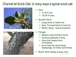 © Project SOUND
Channel Isl Scrub Oak: in many ways a typical scrub oak
 Size:
 6-15 ft tall
 10-15 ft wide
 Growth form:
 Large shrub or small tree
 Gray, furrowed bark at maturity
 Rather dense – heavily branched
 Foliage:
 Medium-sized leathery leaves
 Surfaces glandular & waxy
 Have star-shaped hairs
(trichomes)
 larval food for Hairstreaks,
Duskywings, CA Sister butterflies
 Roots: Both shallow & deep roots
© 2001 Tony Morosco
http://128.253.177.182/taxpage/0/0/79/binomial/Quercus%20pacifica.html
 