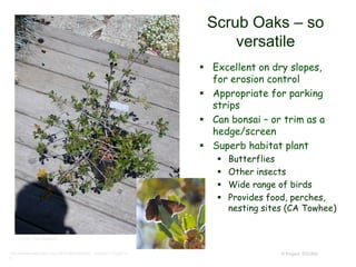 © Project SOUND
Scrub Oaks – so
versatile
 Excellent on dry slopes,
for erosion control
 Appropriate for parking
strips
 Can bonsai – or trim as a
hedge/screen
 Superb habitat plant
 Butterflies
 Other insects
 Wide range of birds
 Provides food, perches,
nesting sites (CA Towhee)
© 2001 Tony Morosco
http://farm4.static.flickr.com/3572/3642572283_1852921712.jpg?v=
0
 
