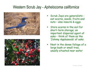 © Project SOUND
Western Scrub Jay - Aphelocoma californica
 Scrub Jays are generalists -
eat acorns, seeds, fruits and
nuts – also insects & eggs.
 Store acorns in the soil for
short-term storage; an
important dispersal agent of
oaks – think of them as the
‘Johnny Appleseeds’ of oaks
 Nest in the dense foliage of a
large bush or small tree,
usually situated near water
http://www.avesphoto.com/WEBSITE/NA/species/JAYWSC-1.htm
 