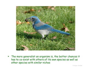  The more generalist an organism is, the better chances it
has to co-exist with others of its own species as well as
other species with similar niches
© Project SOUND
http://en.wikipedia.org/wiki/Western_scrub_jay
 