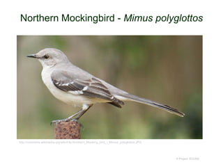 Northern Mockingbird - Mimus polyglottos
© Project SOUND
http://commons.wikimedia.org/wiki/File:Northern_Mocking_bird_-_Mimus_polyglottos.JPG
 