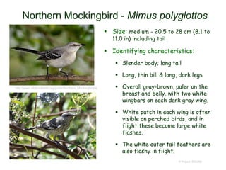 Northern Mockingbird - Mimus polyglottos
 Size: medium - 20.5 to 28 cm (8.1 to
11.0 in) including tail
 Identifying characteristics:
 Slender body; long tail
 Long, thin bill & long, dark legs
 Overall gray-brown, paler on the
breast and belly, with two white
wingbars on each dark gray wing.
 White patch in each wing is often
visible on perched birds, and in
flight these become large white
flashes.
 The white outer tail feathers are
also flashy in flight.
© Project SOUND
http://www.allaboutbirds.org/guide/Northern_Mockingbird/id
 