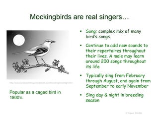 Mockingbirds are real singers…
 Song: complex mix of many
bird’s songs.
 Continue to add new sounds to
their repertoires throughout
their lives. A male may learn
around 200 songs throughout
its life
 Typically sing from February
through August, and again from
September to early November
 Sing day & night in breeding
season
© Project SOUND
http://www.birdwatchersgeneralstore.com/MockingbirdsNight.htm
Popular as a caged bird in
1800’s
 