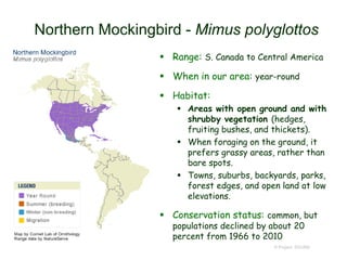 Northern Mockingbird - Mimus polyglottos
 Range: S. Canada to Central America
 When in our area: year-round
 Habitat:
 Areas with open ground and with
shrubby vegetation (hedges,
fruiting bushes, and thickets).
 When foraging on the ground, it
prefers grassy areas, rather than
bare spots.
 Towns, suburbs, backyards, parks,
forest edges, and open land at low
elevations.
 Conservation status: common, but
populations declined by about 20
percent from 1966 to 2010
© Project SOUND
 