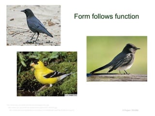 © Project SOUND
Form follows function
http://upload.wikimedia.org/wikipedia/commons/thumb/b/b4/BirdBeaksA.svg/220px-BirdBeaksA.svg.png
http://www.nps.gov/prsf/naturescience/images/black-phoebe.jpg
http://www.nps.gov/prsf/naturescience/images/crow.jpg
 