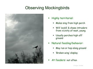Observing Mockingbirds
 Highly territorial:
 Males sing from high perch
 Will ‘scold’ & chase intruders
from vicinity of nest, young
 Usually perches high off
ground
 Natural feeding/behavior:
 May run or hop along ground
 ‘Broken wing’ display
 At feeders: not often
© Project SOUND
 
