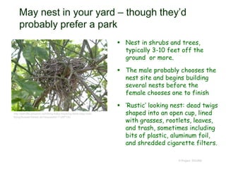 May nest in your yard – though they’d
probably prefer a park
 Nest in shrubs and trees,
typically 3-10 feet off the
ground or more.
 The male probably chooses the
nest site and begins building
several nests before the
female chooses one to finish
 ‘Rustic’ looking nest: dead twigs
shaped into an open cup, lined
with grasses, rootlets, leaves,
and trash, sometimes including
bits of plastic, aluminum foil,
and shredded cigarette filters.
© Project SOUND
http://askville.amazon.com/long-baby-mocking-birds-stay-nest-
flying/AnswerViewer.do?requestId=11297133
 