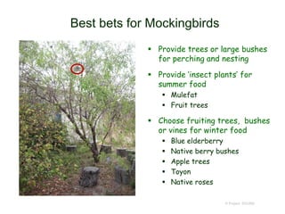Best bets for Mockingbirds
 Provide trees or large bushes
for perching and nesting
 Provide ‘insect plants’ for
summer food
 Mulefat
 Fruit trees
 Choose fruiting trees, bushes
or vines for winter food
 Blue elderberry
 Native berry bushes
 Apple trees
 Toyon
 Native roses
© Project SOUND
 
