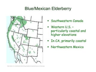 Blue/Mexican Elderberry
 Southwestern Canada
 Western U.S. –
particularly coastal and
higher elevations
 In CA, primarily coastal
 Northwestern Mexico
http://www.cnr.vt.edu/dendro/dendrology/syllabus/maps/sambucus_cerulea.jpg
 