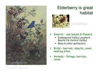 Elderberry is great
habitat
 Insects – use leaves & flowers
 Endangered Valley Longhorn
Beetle CA Central Valley)
 Bees & other pollinators
 Birds – berries, insects, cover,
nesting sites
 Animals – foliage, berries,
cover
http://www.backfromthebrink.org/
pop_up_slideshow.cfm?animalid=
15
http://www.freespiritart.com/indigo-bunting.php
 