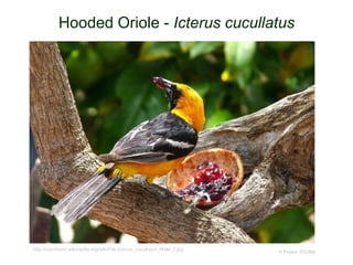 Hooded Oriole - Icterus cucullatus
© Project SOUND
http://commons.wikimedia.org/wiki/File:Icterus_cucullatus_Male_2.jpg
 