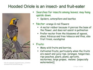 Hooded Oriole is an insect- and fruit-eater
 Searches for insects among leaves; may hang
upside down.
 Spiders, caterpillars and beetles
 Nectar: orange & red flowers
 A nectar robber because it pierces the base of
the flower, and does not assist in pollination
 Prefer nectar from the blossoms of agaves,
aloes, hibiscus and tree tobacco and lilies, also
fruit trees, eucalyptus
 Fruits:
 Many wild fruits and berries.
 Cultivated fruits, particularly when the fruits
are sweet and juicy ripe. [oranges, tangerines.
ripe peaches, pears, plums, apricots,
nectarines, large grapes, melons (especially
watermelon)]
© Project SOUND
http://en.wikipedia.org/wiki/Hooded_oriole#me
diaviewer/File:HoodedOriole.jpg
 