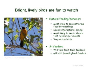 Bright, lively birds are fun to watch
 Natural feeding/behavior:
 Most likely to see gathering
food for nestlings
 Social: interactions, calling
 Most likely to see in shrubs
that have lots of insects
 Very active birds
 At feeders:
 Will take fruit from feeders
 will visit hummingbird feeders
© Project SOUND
http://fireflyforest.net/firefly/2005/06/03/hooded-oriole/
 